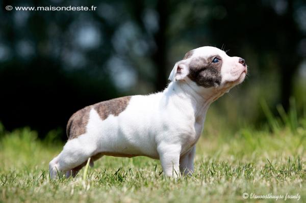 ISCALE de la Maison d'Este