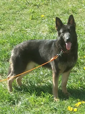 Smokie blue autumn skye