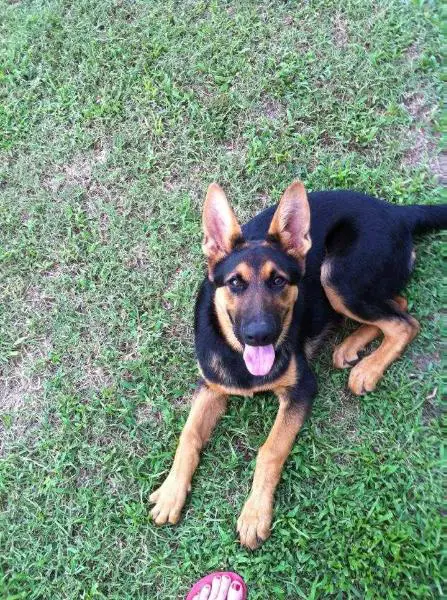 Reich Von Buddishesky