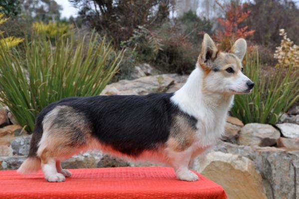 GER CH Nireno Pocket Money