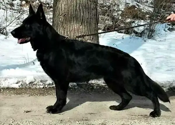 Jezabel vom Wolfhaus