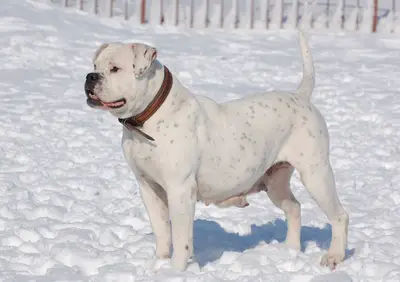 CH UA, RU White Angel Amaze