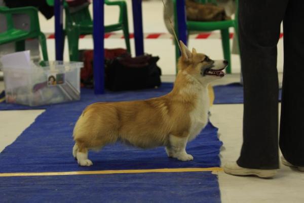 CH J RUS, CH RUS Andvol Dikaya Orhideya