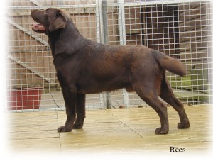 Kroppsmarkens HUBBLE OVER Thurbajen´s