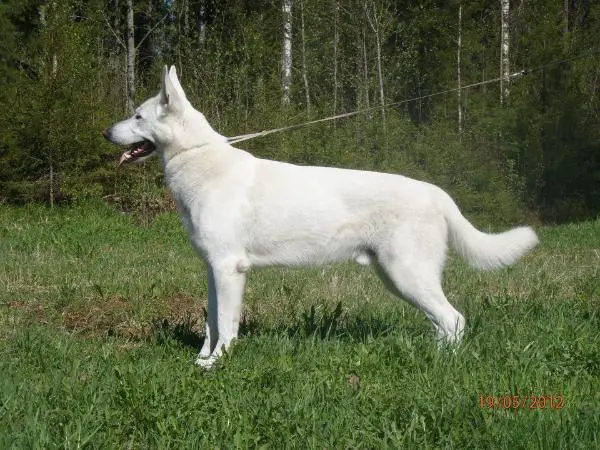 Portinvartijan Zuper Zalmiakki