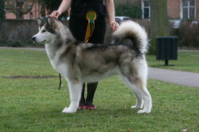 POL CH,POL JR CH Ilia Lucky Appalachian