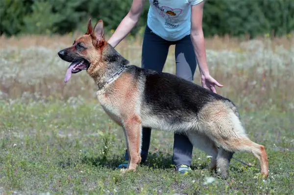 Ariyka Forward Ukraine