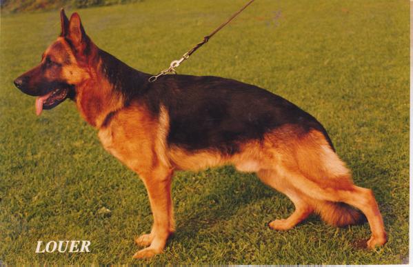 Jimbo von der Wienerau