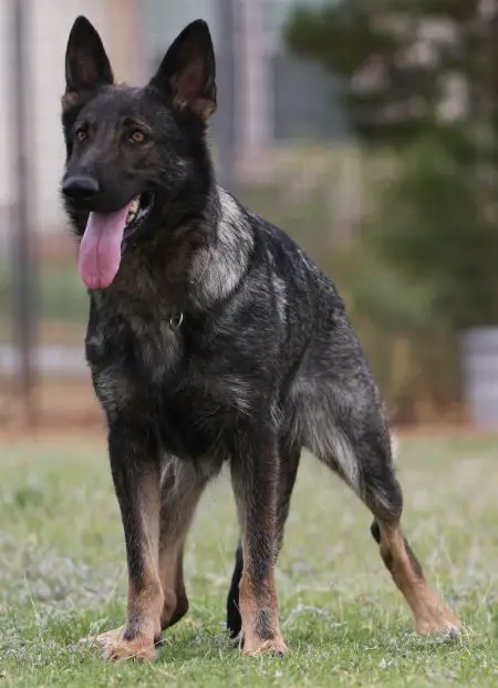 Zilla vom Zauberberg