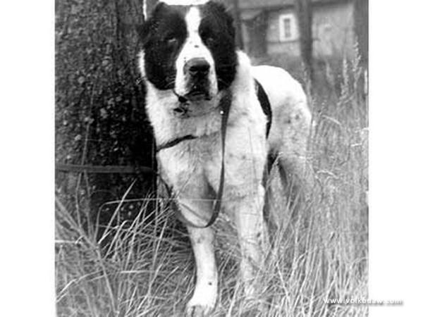 Alashir (Sabur) Turkm.