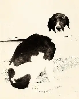 Kara Bash 'ow.Sarapov'