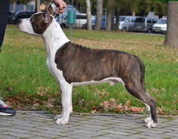 GOLDEN FALCON ORION TOUCH of BUDDHA