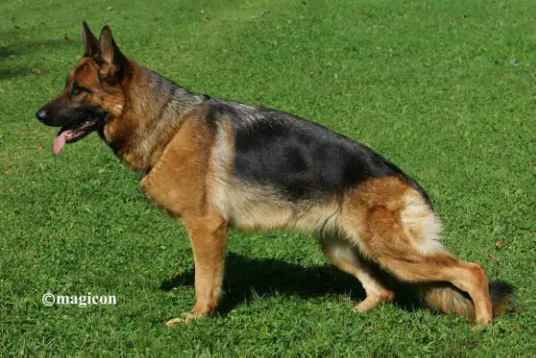 V Candy von der Burg Haidstein