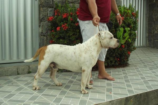 Wolverine 3º GB Wytorias Kennel