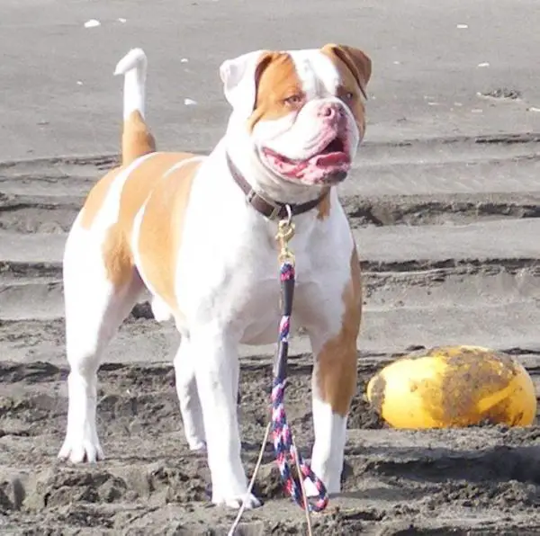 GRCH, CH Sound AB's Captain Lawrence PH-0.33/0.30