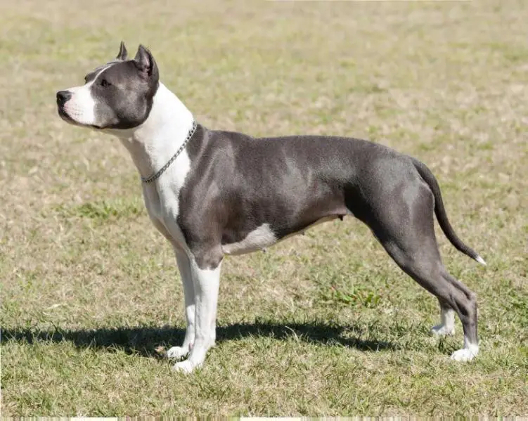 CH Sureshot's Double Dog Dare Ya!