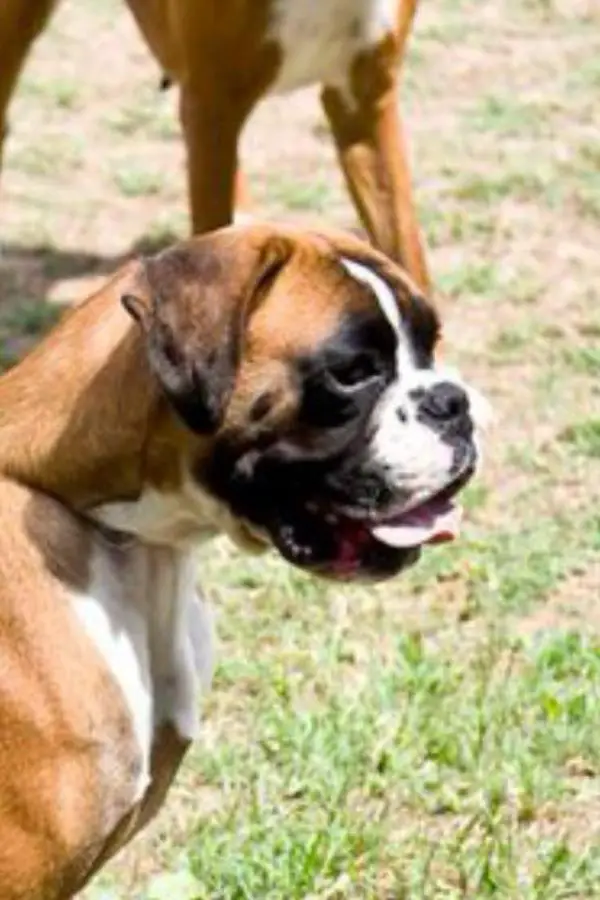 Caput Mundi Dinamite