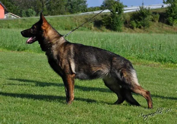 Izzy Pop Moravia Campanella