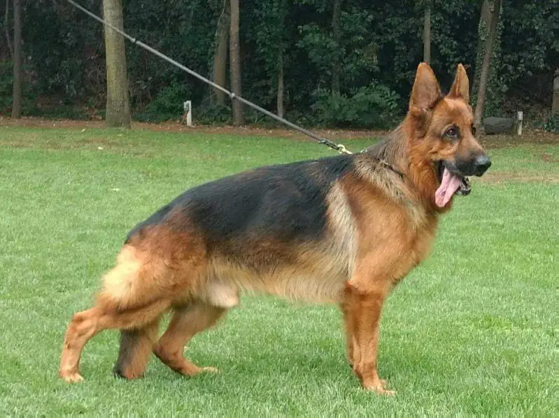 Yordan de intercanina