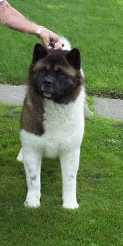 CAN CH Arlberg's Easy Ryder