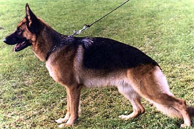 Palie vom Wildsteiger Land