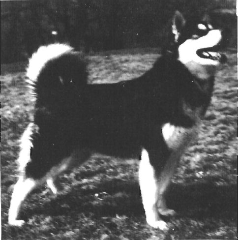 CH Warriors Mist Maid of Sky Fyre