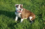 Bullforce Amber