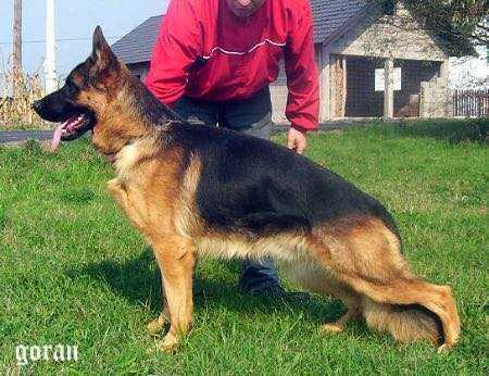 SG1 Furbo Topolovnicki