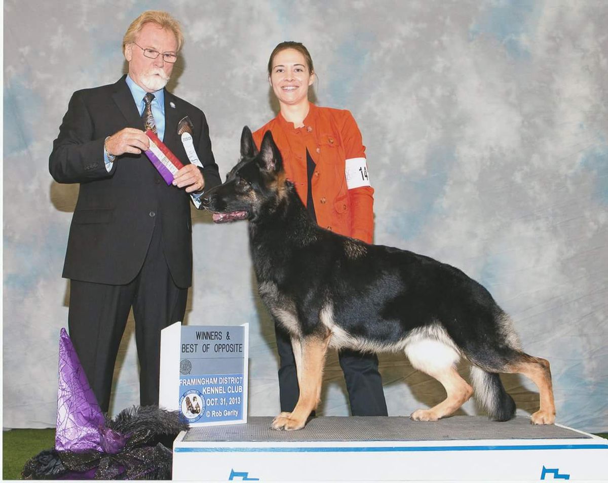 Ch., DAE Casamoko's Northern Lights