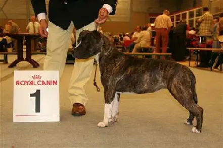 Absolute Dutch Princess