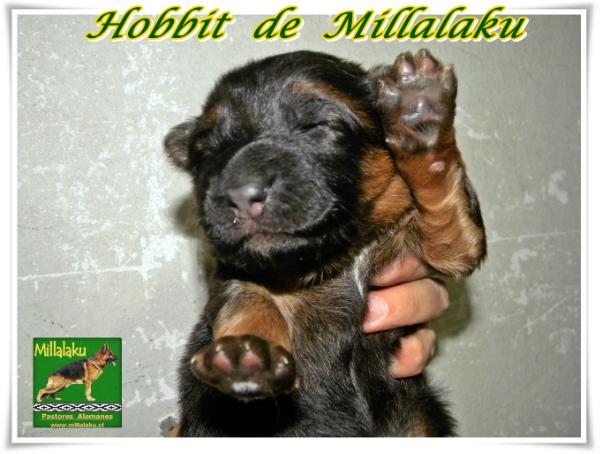 Hobbit de Millalaku