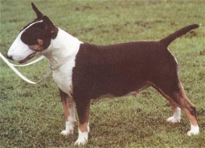 Sammy Joe Imperator