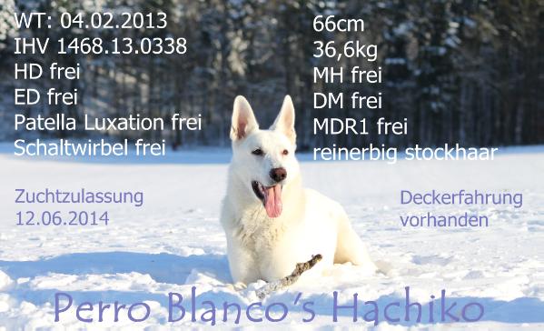 BOB, B CH Perro Blanco's Hachiko