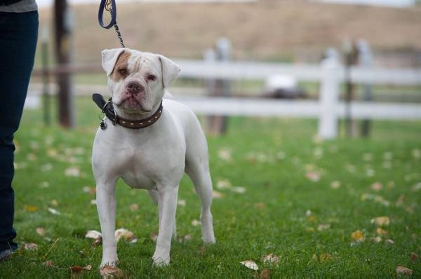 UKC CH Mac's Mosa of Simply Incred-a-bull