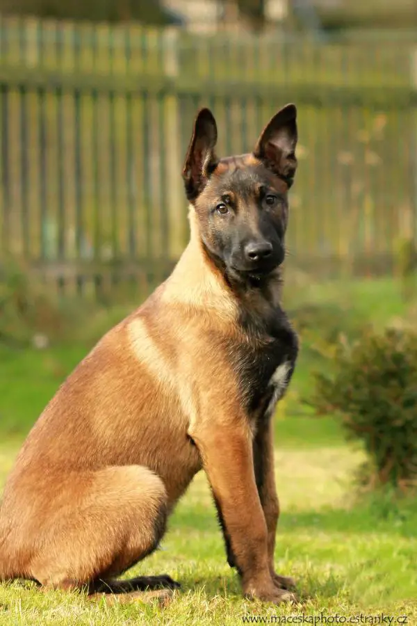 AFAR Severní Procyon