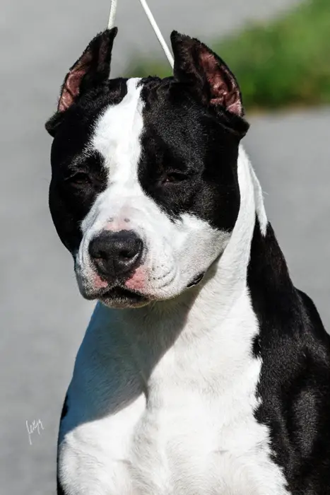 CH Show Time Shining Field