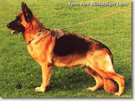 V Xina vom Wildsteiger Land