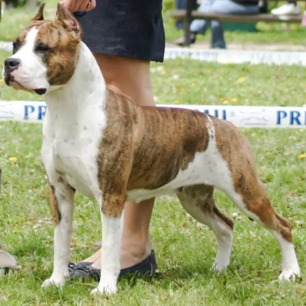 C.I.B, BISS, JBIS, CBIS. PBIS, CH. GCH. CCH. Vet.CH. FAIRY TALE Presburg Staff