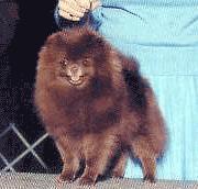 CH Her-She's Cocoa Blizzard