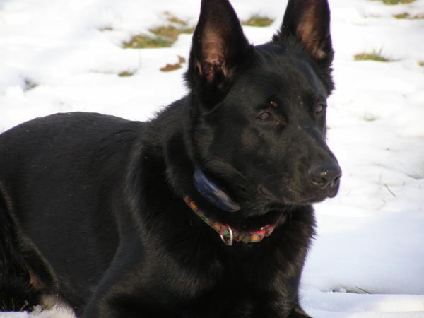 Mya vom Haus Fleming