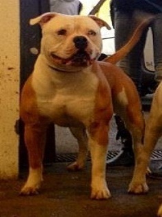 Bomberbulls Achille