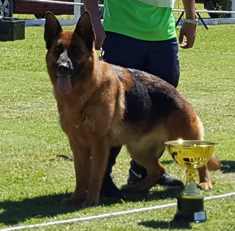 Bi-Campeona Cuyana (ARG) 2016/18. Qarola Von Nefru