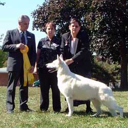 Vantasia's Merlin Lancelot