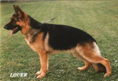 Nicko vom Köttersbusch