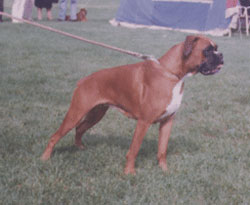 Kimberlly Vom dom Royal Burg