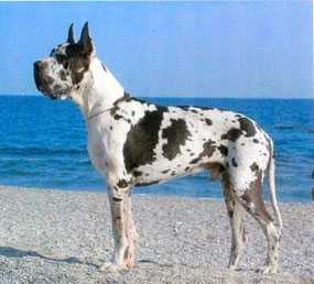 CH Bladerunner-A Del Nord Ovest