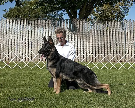 GCHB CH Suboja's N Top Hat's Gentleman's Quarterly