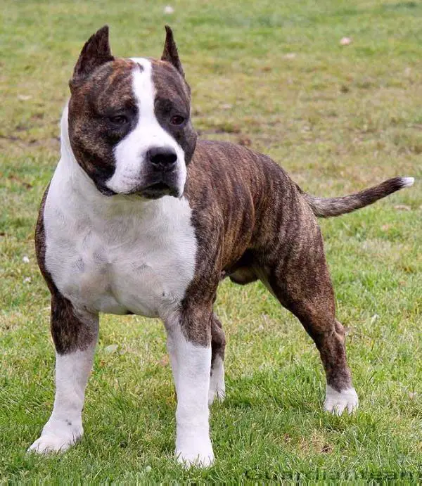 J. CH.PL, CH.PL, LT, Vet SMILING WILL Escort