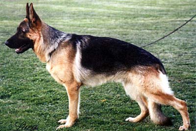 Dasty von der Lengernheide