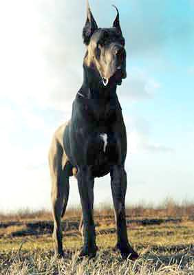 CH Rossinu Margarejro de la Cour Fortier